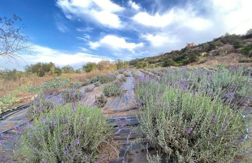 Glamping-Sky Dome Yurt-Tiny House-2 modern composting toilet - Foto 30