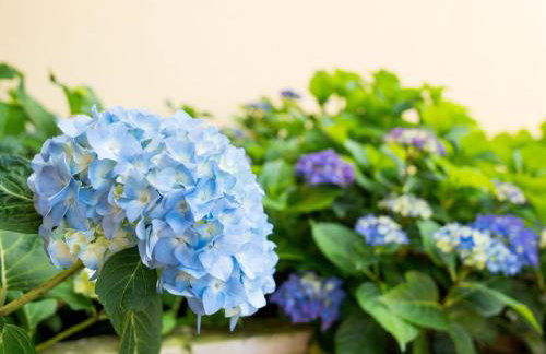 Apartment Oltari-3 by Interhome - Foto 15