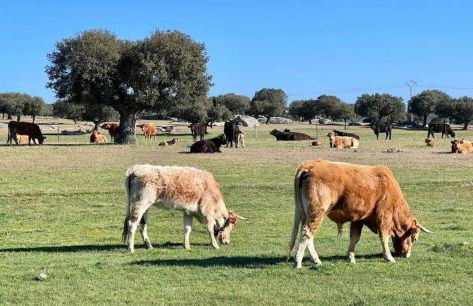 El MIRADOR DEL TORMES - Foto 48