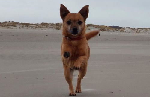 Friesenrose Süd - Foto 18