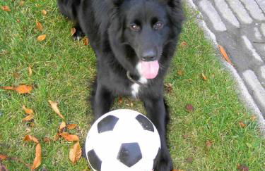 Ferienhof Schattmann - Foto 9