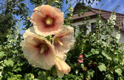 Ferienwohnung Stockrose - Foto 1