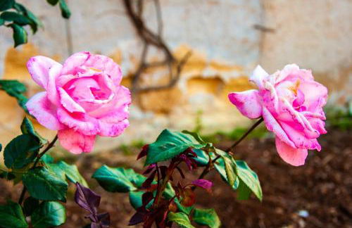 Casa Vacanze Caruso - Foto 26