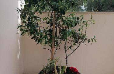 Makis Apartments - Foto 32