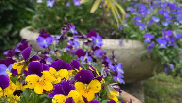 Agriturismo Al Buttasella - Photo 3, Garden, Garden view