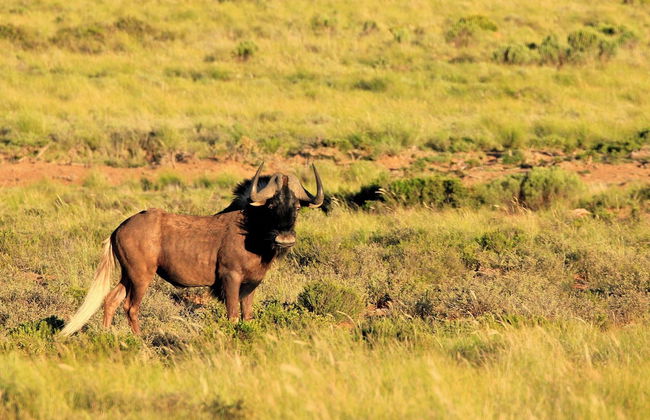 Sneeuberg Nature Reserve - Foto 57