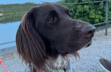 #8 Ommi Kese See-Suite FD Sauna Hund Terrasse - Foto 35