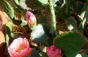 Steph's Panorama Paradise-Nat'l Park minutes away - Foto 23