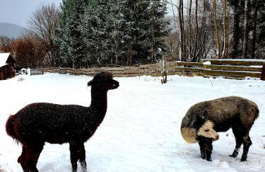 Agroturystyka Natura - Foto 38