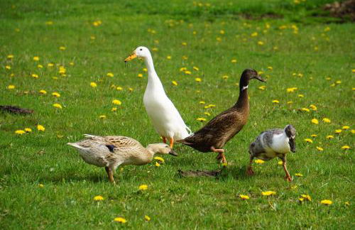 Ferienhof beim Bohlar - Hochplatte - Foto 15