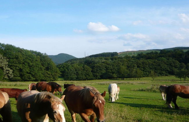 Holiday Apartment Caspari in Winterberg - Foto 21