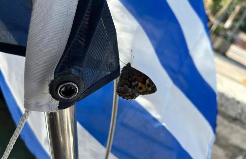 Flotillen Segeln in Griechenland inklusive Skipper und Tourguide 7 Nächte mit 7 Inseln im Ionischen Meer An- und Abreise SAMSTAG Kojencharter und Mitsegeln - Foto 6