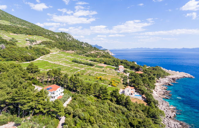 Plavac Mali - Foto 17