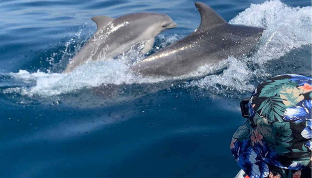 Delfines junto a la lancha