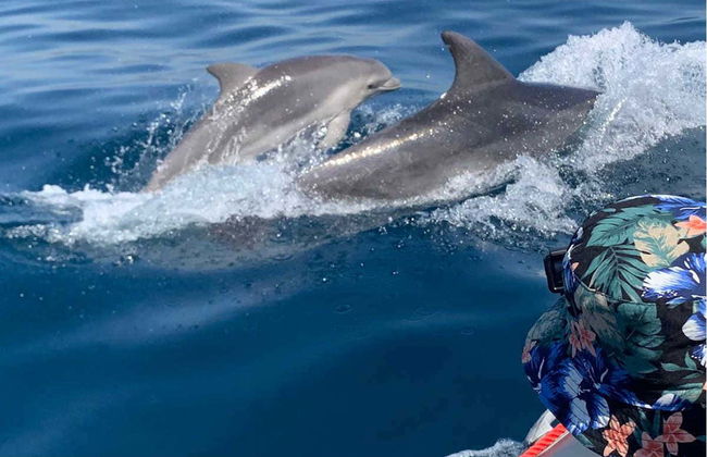 Dolphin Watching in Albufeira - Photo 5