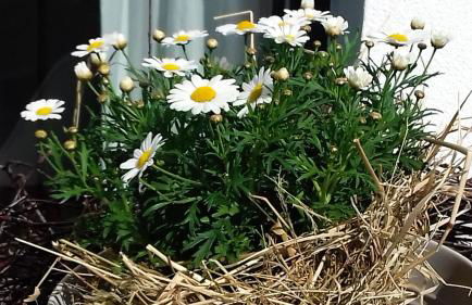 Ferienwohnung Rebgärtle - Foto 16