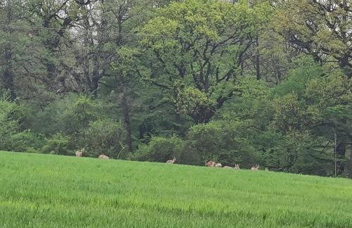 Złota Widokówka - Foto 36