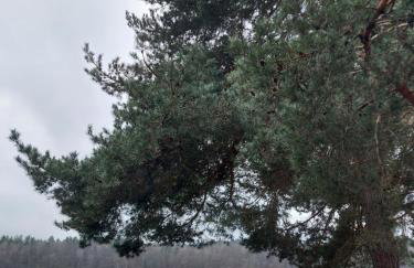 Calm House Krzynia - dom nad jeziorem do wynajęcia - Foto 29