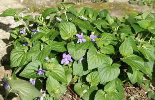 Casa do Moleiro - Foto 25