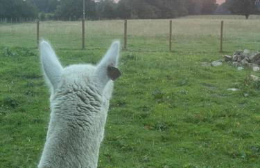 Alpaca Fold - Foto 25