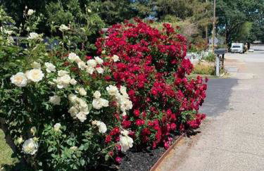 Casa de Forest- Hot tub and Pet Friendly! - Foto 23