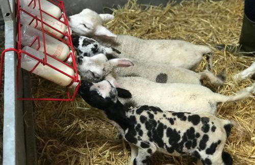 Lodge Cabin with Fabulous Views - Farm Holiday - Foto 58