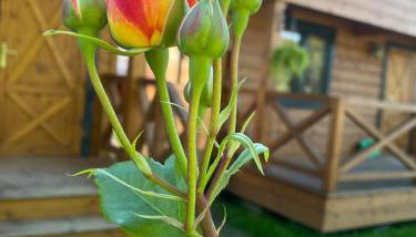 Osada Międzywodzie - Foto 2, Garden