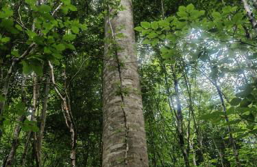chez Émile côté face maison entière, 3 chambres, 2 salles de bains,jardin et terrasse - Foto 56