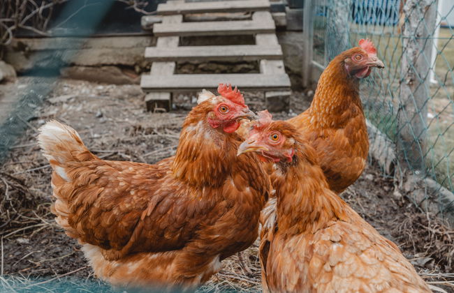 Dachstein Südwand - Photo 14