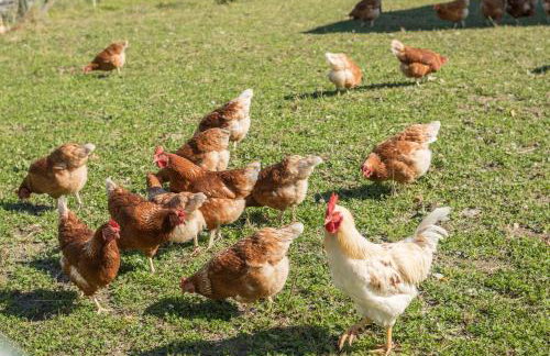 Ferienwohnung 2 am Biohof Eriskirch - Foto 22
