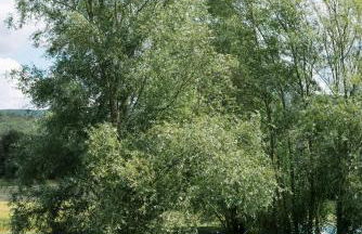 Domaine de la barbeirasse - Foto 60