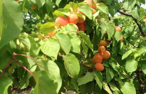 Charming house with sea view in Chrousa, fenced garden - Foto 35