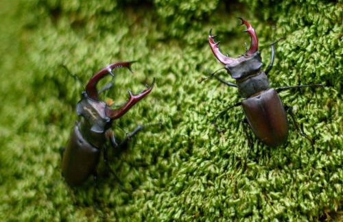 Apartamenty na Wzgórzu Boho 1- Jacuzzi, sauna, survival, free parking - Foto 38