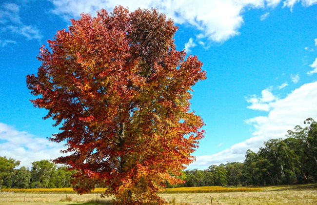 Valley Farm Vineyard Cottages - Foto 63