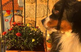 Emiliadourohouse - Foto 11