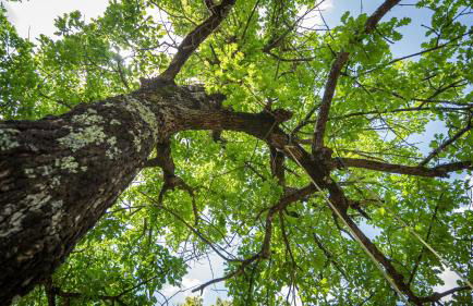 Poggio Al Palio - Foto 34