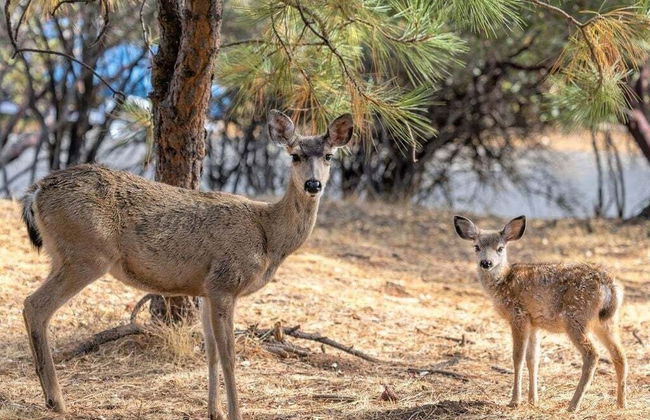 Marina Beach Lodge - Lakefront Home on Beach! by Yosemite Region Resorts - Foto 19
