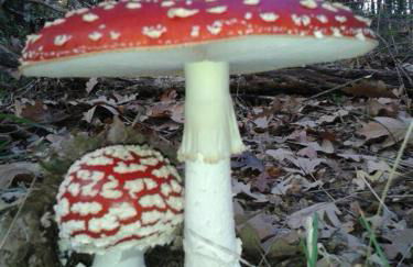 Cabañas Vallecino - Foto 78