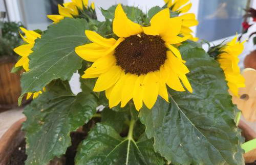 Haus Obere Weinburg - Photo 24