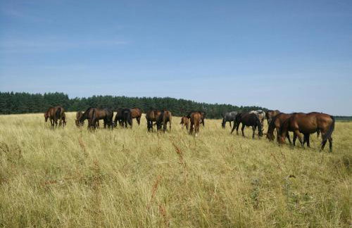 Stajnia Lisewo - Foto 12