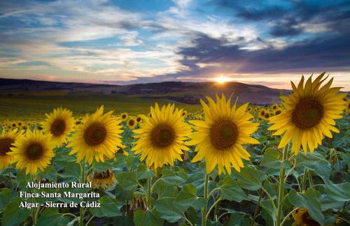 Alojamiento Rural - Finca Santa Margarita - Foto 28