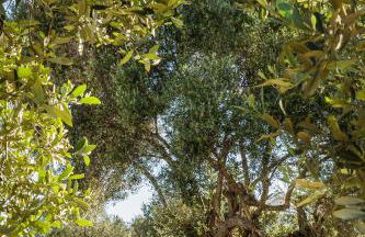 Villa LAOURA - Foto 17