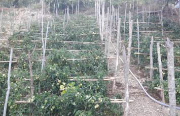 Agriturismo Gli Antichi Sapori - con stazione di ricarica veicoli elettrici - Foto 42