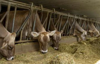 Obermoserhof - Foto 26