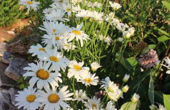 Mary's Garden - Foto 33