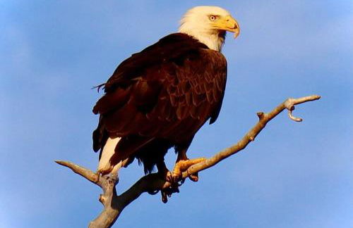 Luxury Living at The Eagles Perch Palmer AK - Foto 16