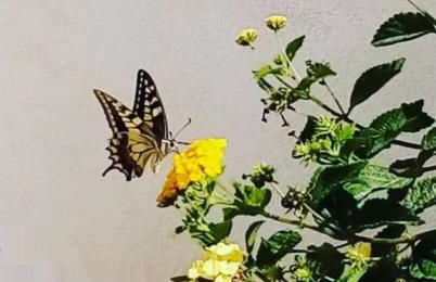 Blu Vacanze Apartments - Foto 4