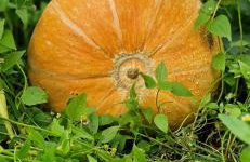 Kłodnia 1 - Foto 56