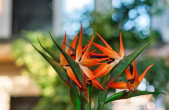 Capital Luxury Suites - Foto 40