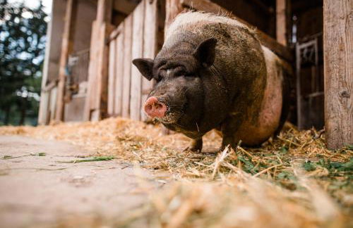 Bernwieserhof - Foto 28